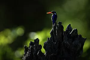 Images Dated 16th December 2022: Malachite Kingfisher, Okavango Delta, Botswana