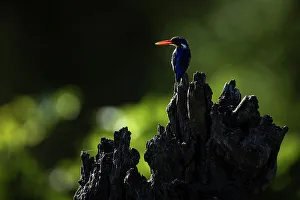 Kingfisher Prints: Malachite Kingfisher, Okavango Delta, Botswana