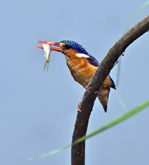 Animal Behaviour Prints: A Malachite kingfisher with a small fish caught in the Katuma River