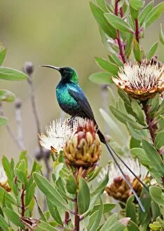 A Malachite Sunbird on a protea flower at 9, 750 feet on the moorlands of Mount Kenya