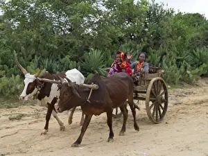A Malagasy family returns from Tsiombe market in an ox-drawn cart