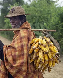 A Malagasy farmer takes cobs of dried maize to sell at Tsiombe market