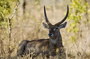 Game Reserve Collection: Malawi, Majete Wildlife Reserve. Male waterbuck in the brachystegia woodland