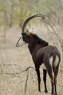 Images Dated 18th August 2011: Malawi, Majete Wildlife Reserve. Male sable antelope in the brachystegia woodland