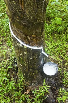 Images Dated 18th September 2008: Malaysia, Langkawi Island, Pulau Langkawi, Rubber tree plantation