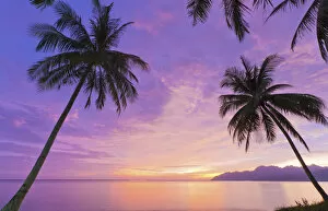 Images Dated 24th January 2012: Malaysia, Langkawi, Palm trees at dusk