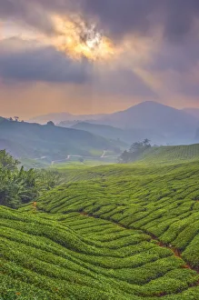 Malaysian Prints: Malaysia, Pahang, Cameron Highlands, Brinchang, Tea Plantation