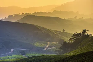 Malaysia, Pahang, Cameron Highlands, Brinchang, Tea Plantation