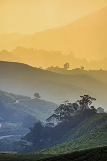 Malaysia, Pahang, Cameron Highlands, Brinchang, Tea Plantation