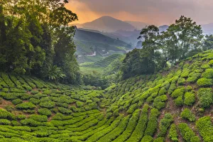 Malaysia, Pahang, Cameron Highlands, Brinchang, Tea Plantation
