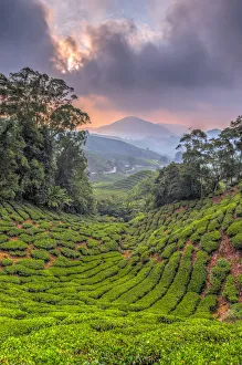 Malaysia, Pahang, Cameron Highlands, Brinchang, Tea Plantation
