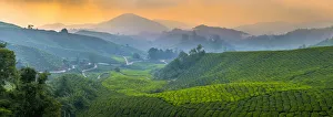Malaysia, Pahang, Cameron Highlands, Brinchang, Tea Plantation