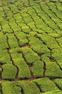 Malaysia, Pahang, Cameron Highlands, Brinchang, Tea Plantation
