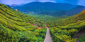 Malaysia, Pahang, Cameron Highlands, Tanah Rata, Cameron Valley Tea Estate