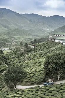 Malaysia, Pahang, Cameron Highlands, Tanah Rata, Cameron Valley Tea Estate
