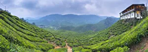 Malaysia, Pahang, Cameron Highlands, Tanah Rata, Cameron Valley Tea Estate, Cafe