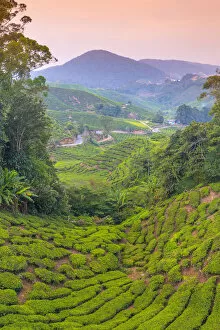 Images Dated 28th November 2014: Malaysia, Pahang, Cameron Highlands, Brinchang, Tea Plantation