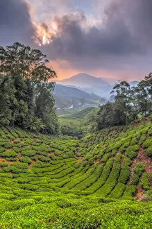 Images Dated 13th November 2014: Malaysia, Pahang, Cameron Highlands, Brinchang, Tea Plantation