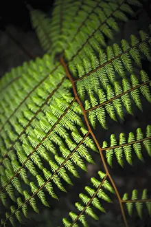 Malaysia, Pahang Perak Border, Cameron Highlands, Mossy Forest (Jabatan Perhutanan)