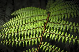 Malaysia, Pahang Perak Border, Cameron Highlands, Mossy Forest (Jabatan Perhutanan) Malaysia, Pahang Perak Border, Cameron Highlands, Mossy Forest (Jabatan Perhutanan)