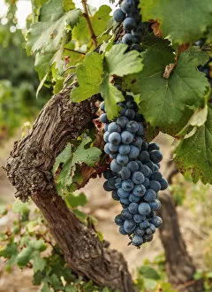 Malbec Grapes, Viamonte Vineyard, Lujan de Cuyo, Mendoza Province, Argentina