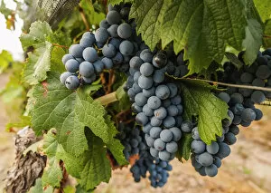 Images Dated 29th September 2017: Malbec Grapes, Viamonte Vineyard, Lujan de Cuyo, Mendoza Province, Argentina