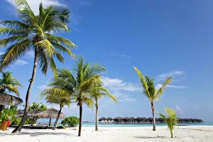 Images Dated 21st July 2022: Maldives, Ari Atoll, Moofushi, Constance Moofushi Maldives, Beach and Palm trees on the beach