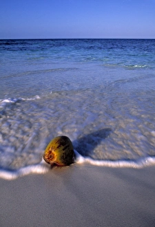 Coco Nut Prints: Maldives, Indian Ocean