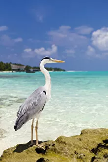 Images Dated 6th June 2013: Maldives, Rasdhoo Atoll, Kuramathi Island. A Grey heron stands on a rock by the sea