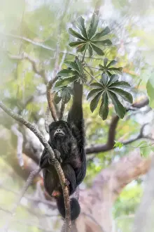 Monkey Prints: Male black howler (Alouatta caraya) or black-and-gold howler
