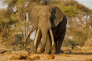 Elephant Gallery: Male bull African elephant walking in the setting sun, Serengeti, Tanzania