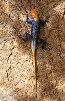Male Cape Flat Lizard