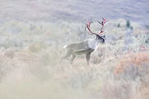 Alaska Gallery: Male caribou in Denali National Park, in early autumn