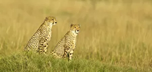 Predator Collection: Two male Cheetah (Acinonyx jubatus), Savuti, Botswana, Africa