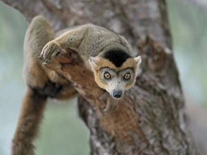 African Lemur Gallery: A male crowned lemur
