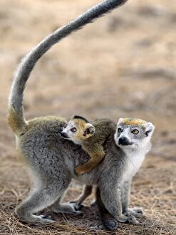 African Wildlife Gallery: Male crowned lemurs