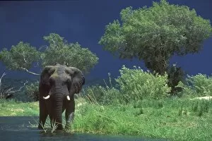 Zambezi River Gallery: Male Elephant under stormy skies on bank of Zambezi River