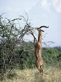 African Antelopes Gallery: A male gerenuk