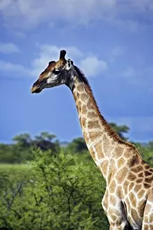 Game Gallery: A male giraffe in Etosha National Park, Namibia