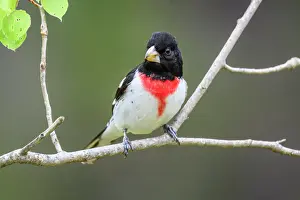 Males Prints: Male, Greater Sudbury, Ontario, Canada
