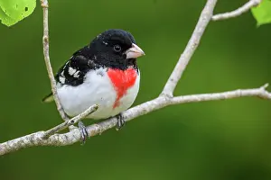 Males Prints: Male, Greater Sudbury, Ontario, Canada
