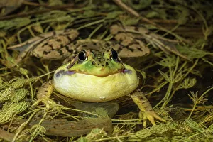 Frogs Of North America Prints: Male Green Frog (Lithobates clamitans )