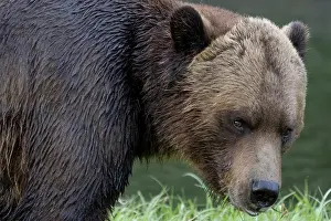 Bear Prints: A male grizzly bear close-up looking at camera in the Khutzeymateen Grizzly Bear Sanctuary