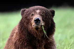 Bear Prints: A male grizzly bear sits in the sedge grass eating in the Khtuzeymateen Grizzly Bear Sanctuary
