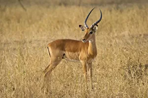 Male Impala antelope, Serengeti National Park, Tanzania