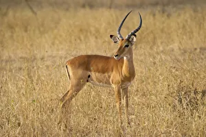 Male Impala antelope, Serengeti National Park, Tanzania