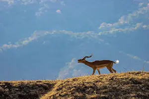Mate Prints: Male impala calling for mate, Lower Zambezi National Park, Zambia
