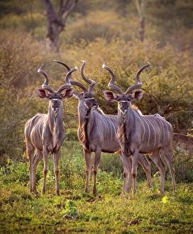 Mammals Prints: Three male kudu, Zimanga Private Game Reserve, Natal, South Africa