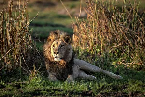 Male Lion Prints: Male Lion in the floodplains, Okavango Delta, Botswana
