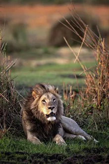 Male Lion Prints: Male Lion in the floodplains, Okavango Delta, Botswana